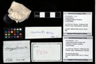 Foto (Objekt + Etikett) von Longodromites excisus (von Meyer 1857)  (NHMW-GEO-2014-0194-0234)
